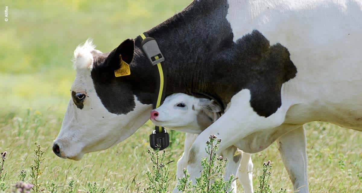 Genética e monitoramento do rebanho são aliados para o aumento de produtividade na pecuária leiteira