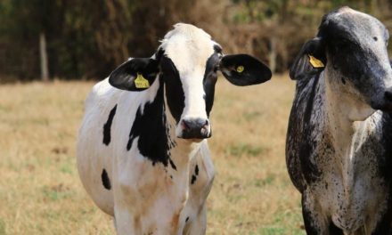 Identificação animal facilita o manejo diário do rebanho leiteiro