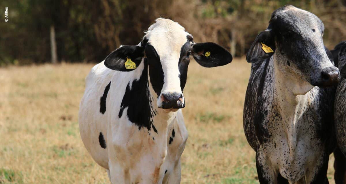 Identificação animal facilita o manejo diário do rebanho leiteiro