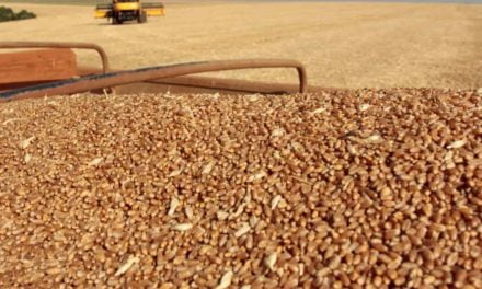 BASF e Biotrigo firmam parceria para desenvolvimento de nova tecnologia na cultura do trigo
