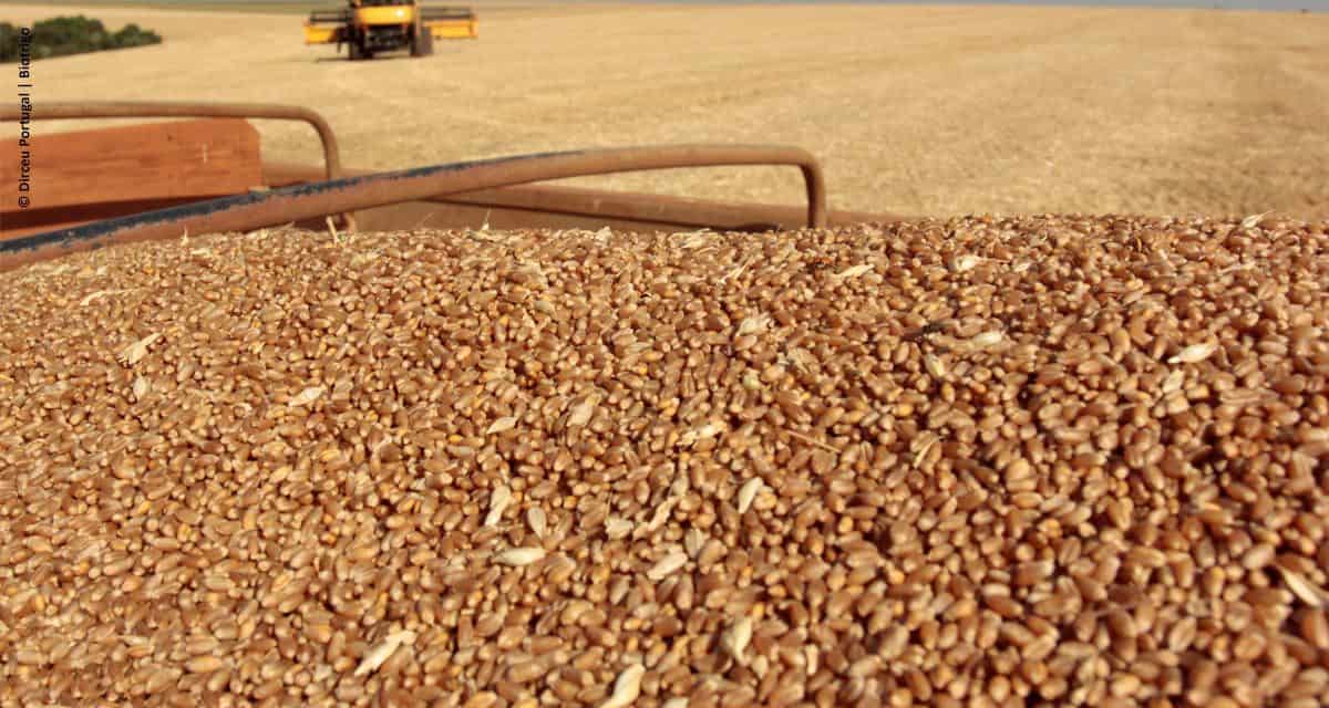 BASF e Biotrigo firmam parceria para desenvolvimento de nova tecnologia na cultura do trigo