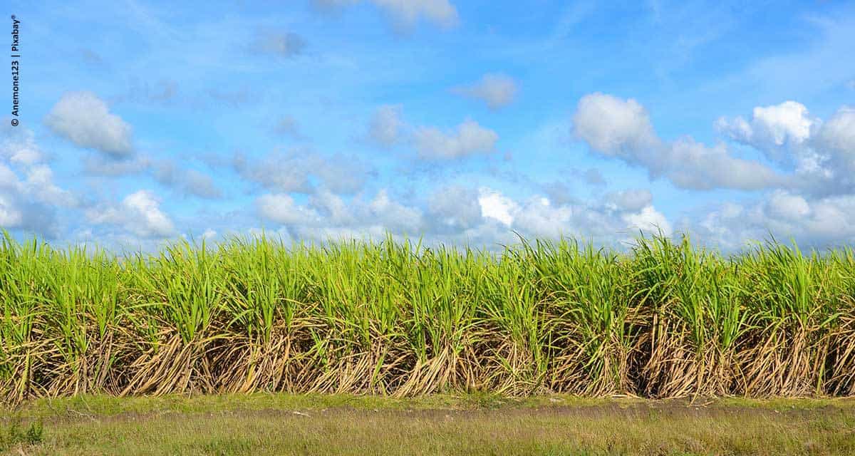 “Muda Cana” terá a participação de parceiros estratégicos da Orplana