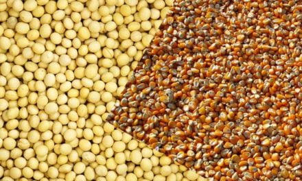 Uso de fertilizante biotecnológico amplia a colheita de soja e milho em 14 sacas por hectare