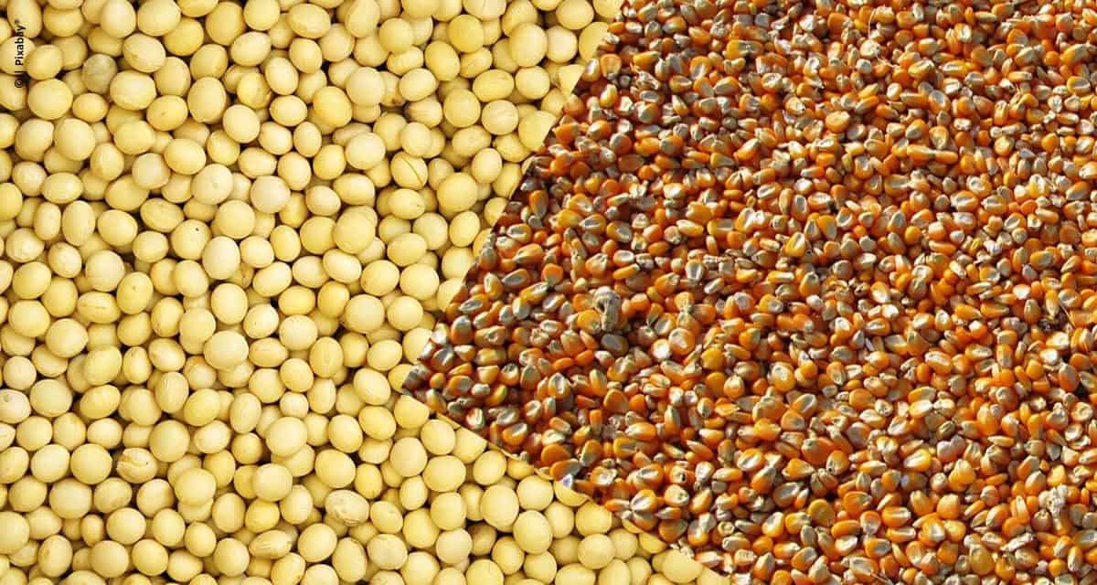 Uso de fertilizante biotecnológico amplia a colheita de soja e milho em 14 sacas por hectare