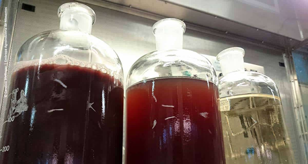 Cientistas desenvolvem produtos com resíduos da indústria vinícola