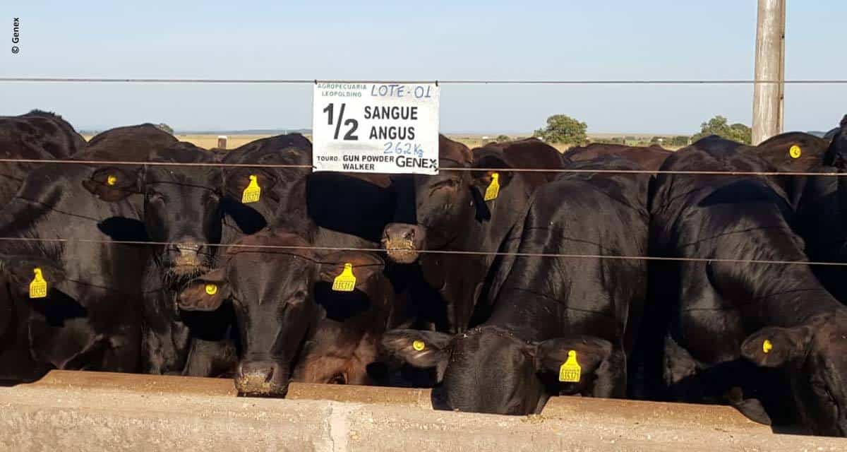 Leilões com chancela GENEX movimentam o mercado agropecuário