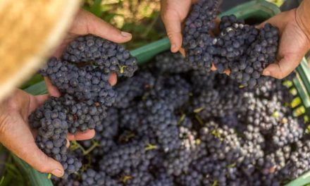 Qualidade marca a safra de uva 2018 no Rio Grande do Sul
