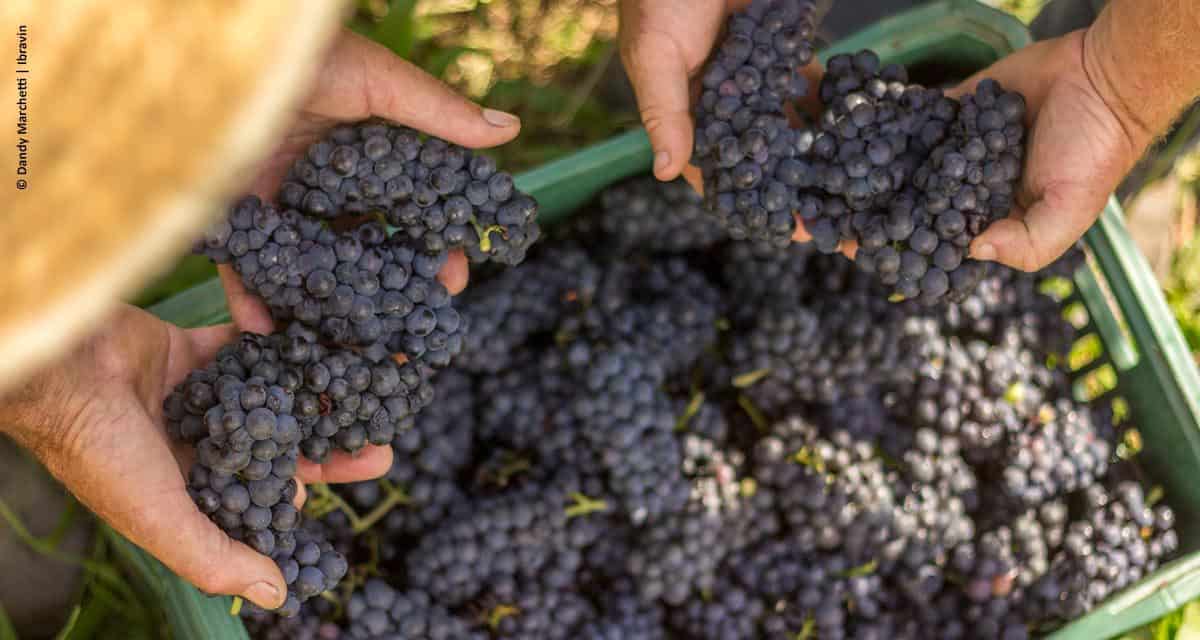 Qualidade marca a safra de uva 2018 no Rio Grande do Sul