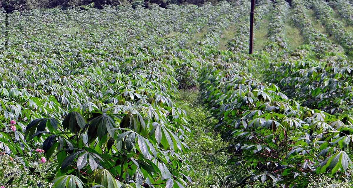 Embrapa e Tereos assinam convênio para produção de novas variedades de mandioca