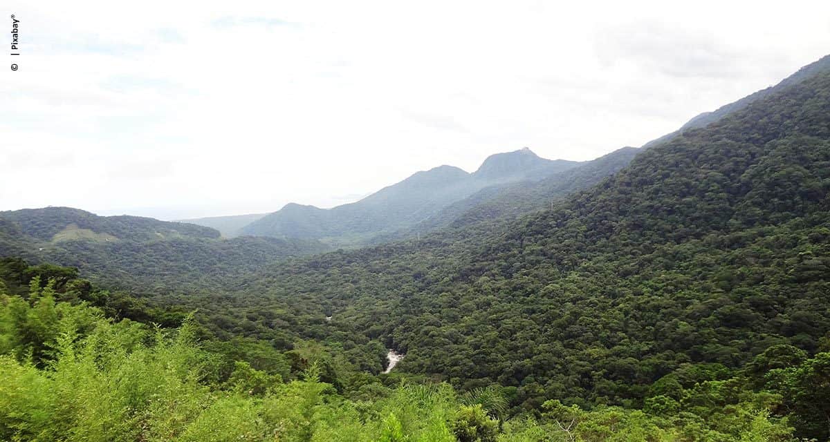 Estudo da ESALQ quantificou carbono na Mata Atlântica