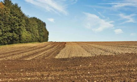 Plantio do trigo chega a 87% da área do Paraná