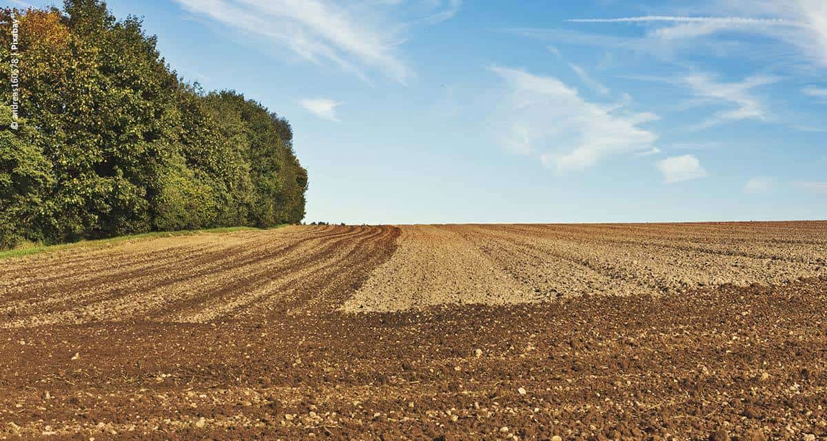 Plantio do trigo chega a 87% da área do Paraná