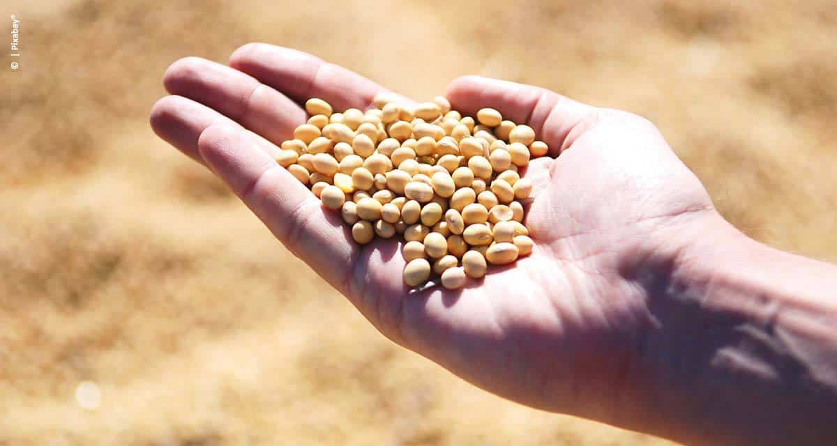 Oceana Brasil lança produto para tratamento de sementes em culturas de grãos