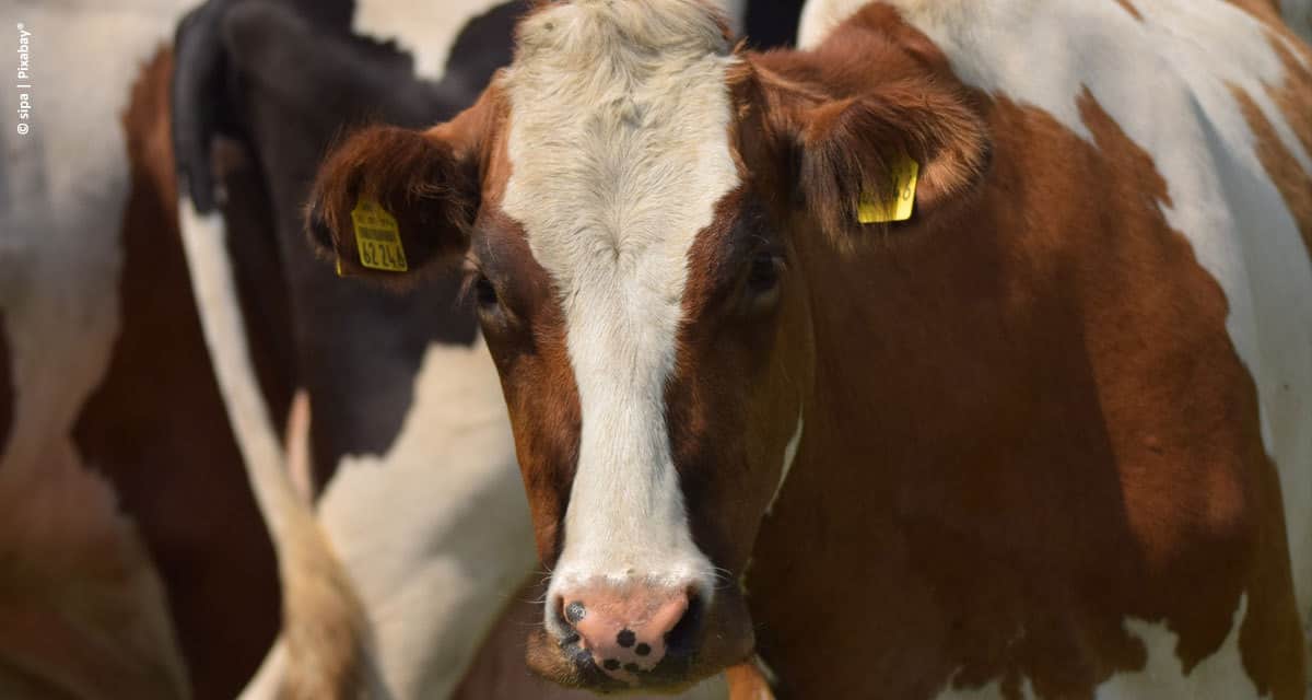 Genex apresenta solução para gerenciamento de dados do rebanho leiteiro durante a Megaleite