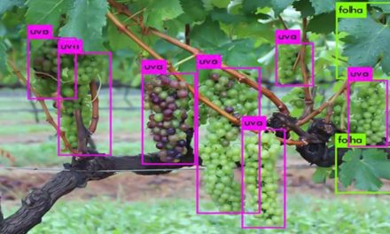 Cientistas vão treinar robôs para identificação automática de plantas