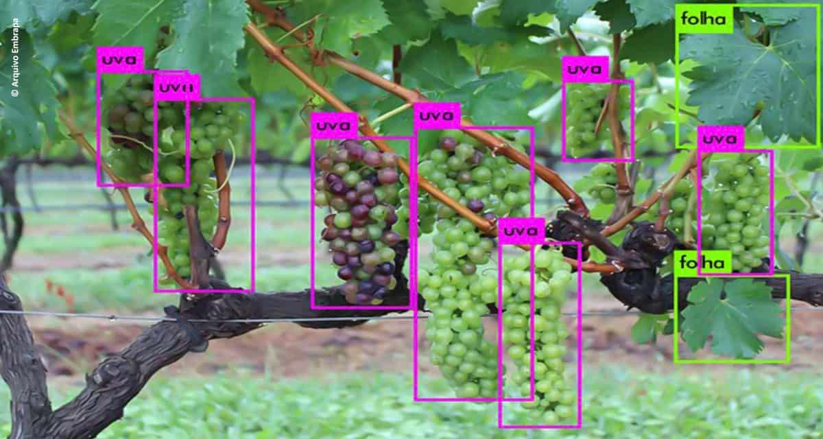 Cientistas vão treinar robôs para identificação automática de plantas