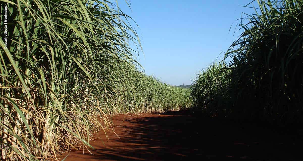 Tecnologias IHARA para a cana-de-açúcar estão na FERSUCRO 2018