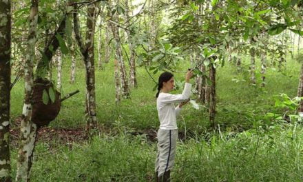 Biodiversidade otimiza processos ecológicos