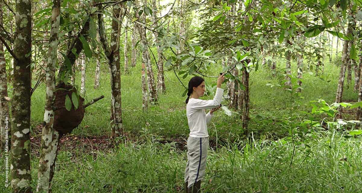 Biodiversidade otimiza processos ecológicos