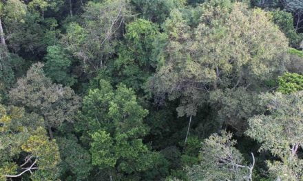 Conservação na Amazônia focada somente em carbono pode desproteger a biodiversidade