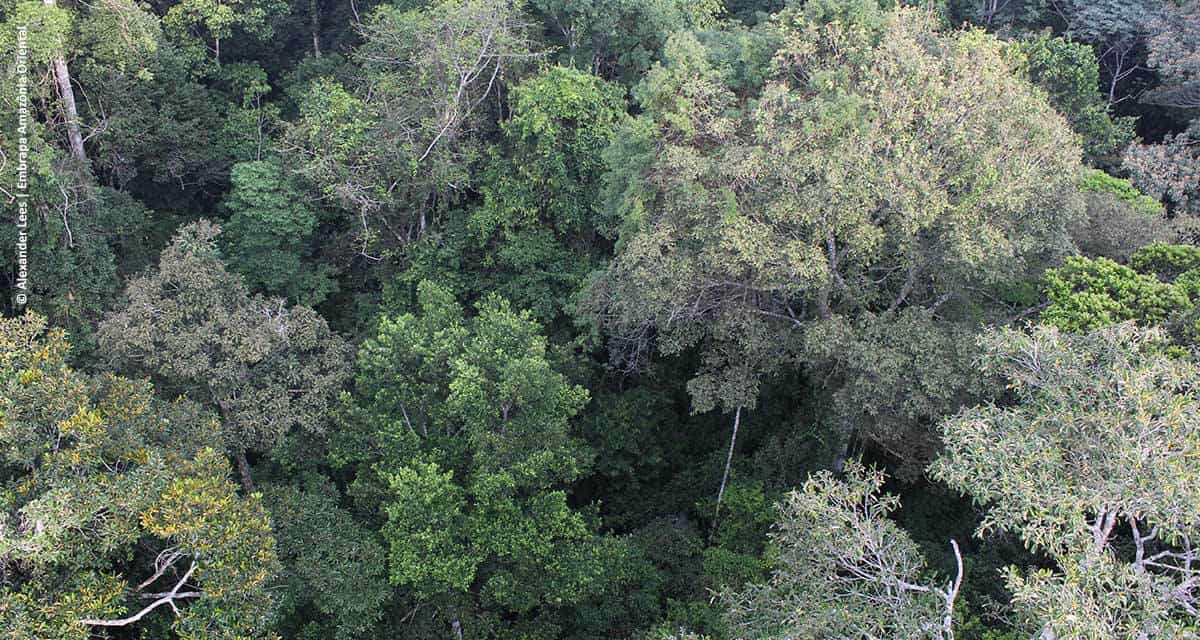 Conservação na Amazônia focada somente em carbono pode desproteger a biodiversidade