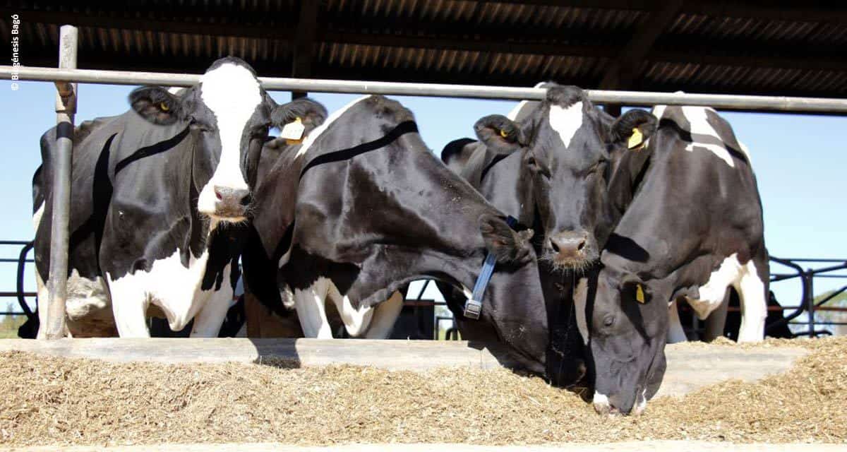 Suplementos minerais e vitamínicos injetáveis na reprodução e produção de vacas de corte e de leite