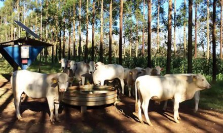 Gado em sistema integrado com floresta procura menos água