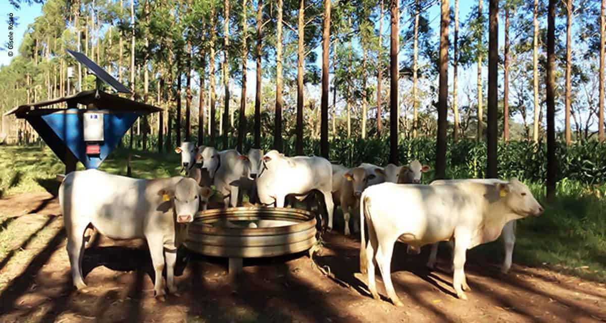 Gado em sistema integrado com floresta procura menos água