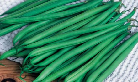 Desenvolvimento de produtos para o Cinturão Verde busca diversidade e produtividade