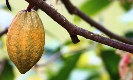 Biotecnologia pode evitar extinção do cacau e garantir produção de chocolate