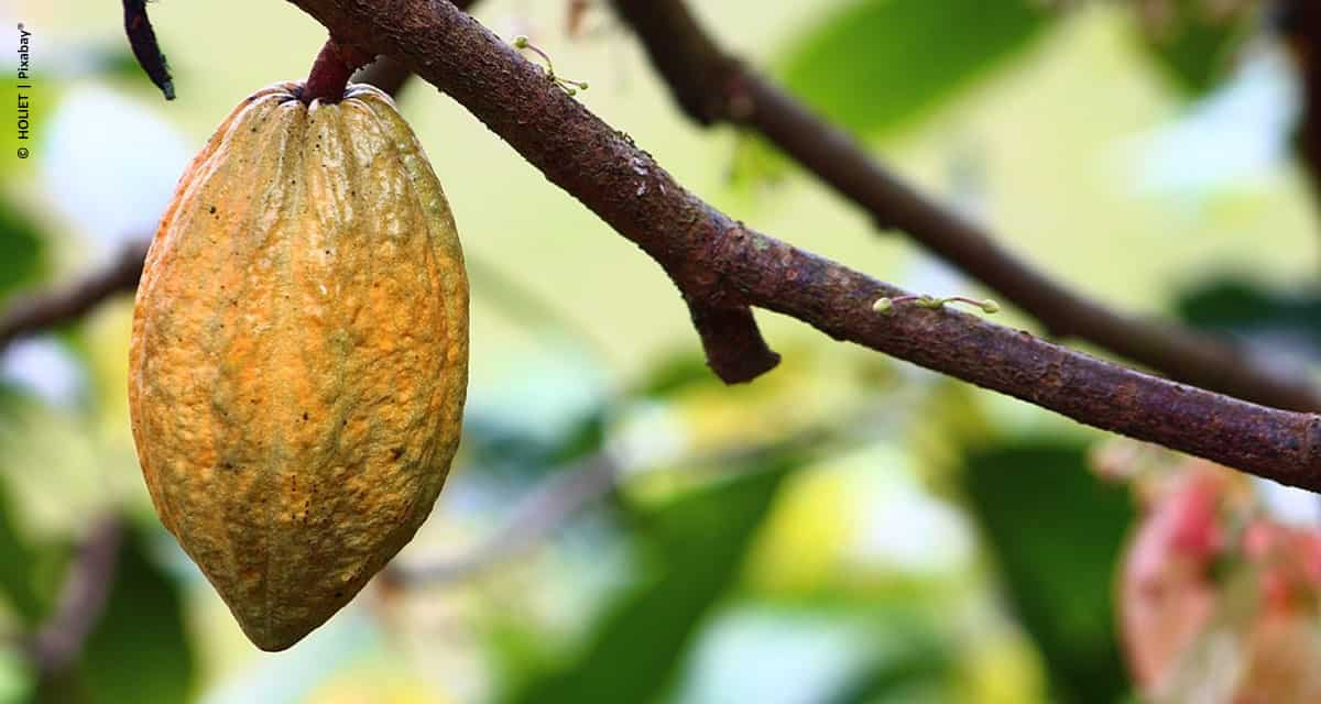 Biotecnologia pode evitar extinção do cacau e garantir produção de chocolate