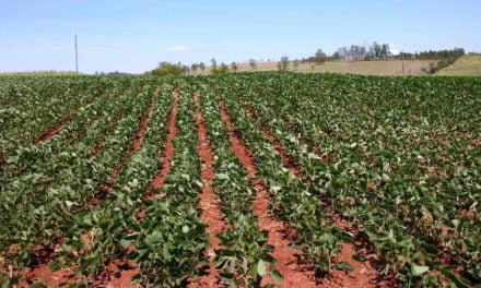 VI Fórum Brasileiro do Feijão: empresa destaca soluções para o cultivo