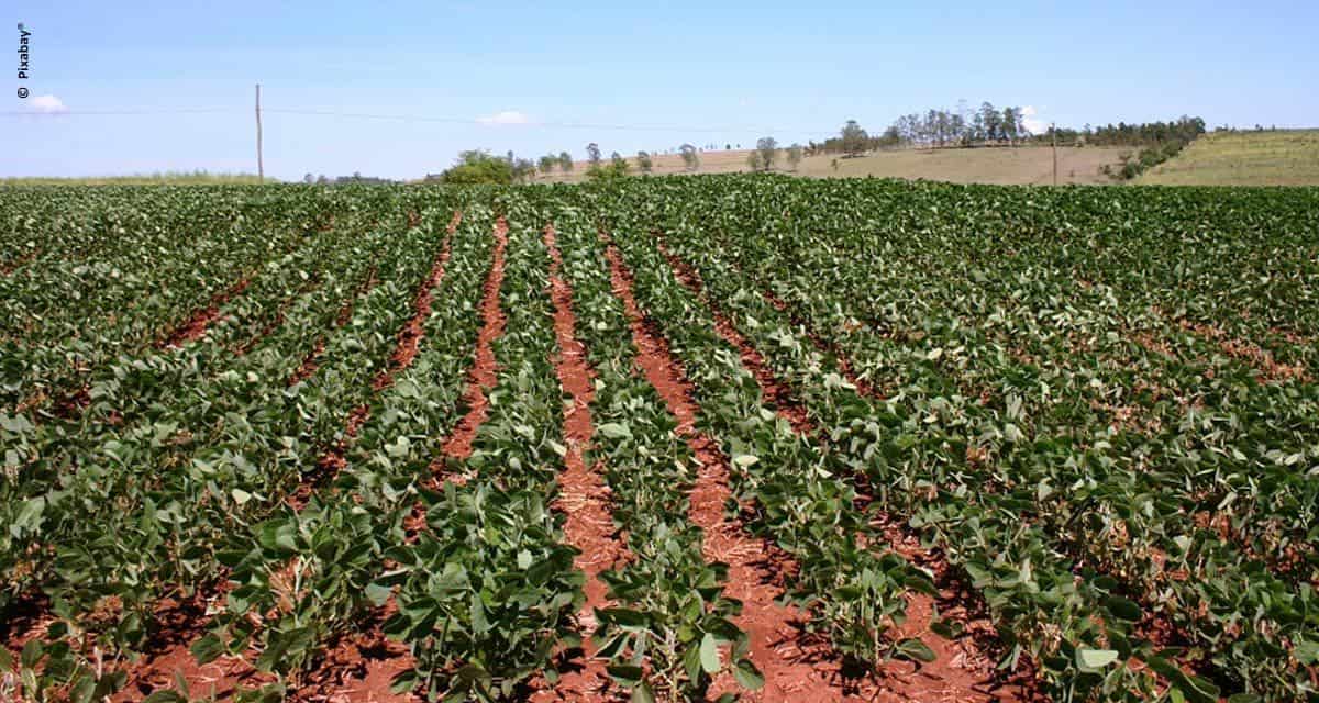 VI Fórum Brasileiro do Feijão: empresa destaca soluções para o cultivo