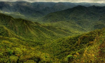 Encontro reúne investidores nacionais e internacionais e empreendedores do setor florestal e agroflorestal