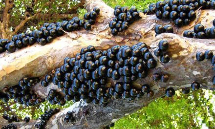 Casa do Produtor Rural lança vídeos sobre cultivo de jabuticaba