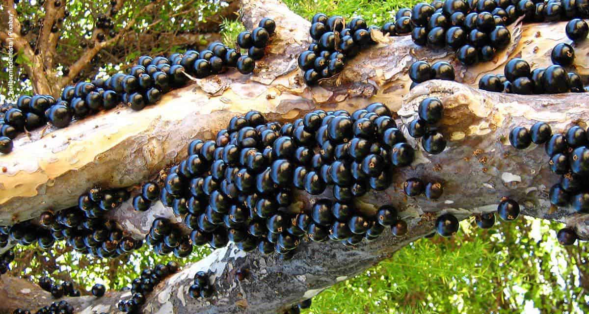 Casa do Produtor Rural lança vídeos sobre cultivo de jabuticaba