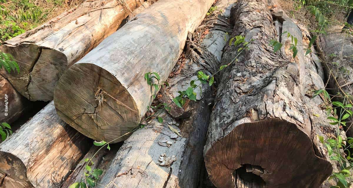 Estudo aponta potencial de fraude generalizada na extração de madeiras na Amazônia brasileira