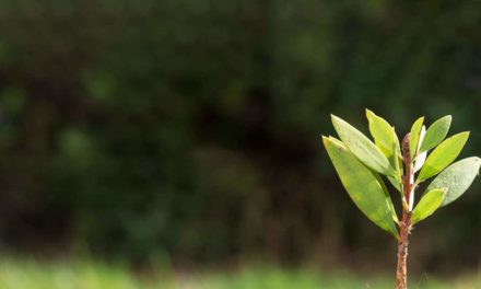 Projeto Código Verde para rastreabilidade de espécies da Mata Atlântica