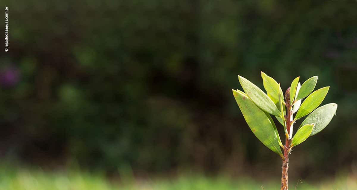 Projeto Código Verde para rastreabilidade de espécies da Mata Atlântica