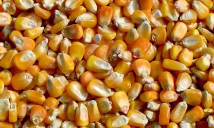 Anec estima perdas para a exportação de milho, por conta do tabelamento de frete