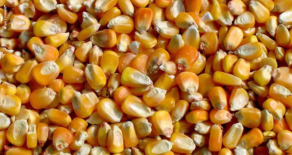 Anec estima perdas para a exportação de milho, por conta do tabelamento de frete