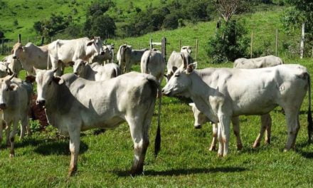 Promover tecnologias em um sistema sustentável de produção agropecuária