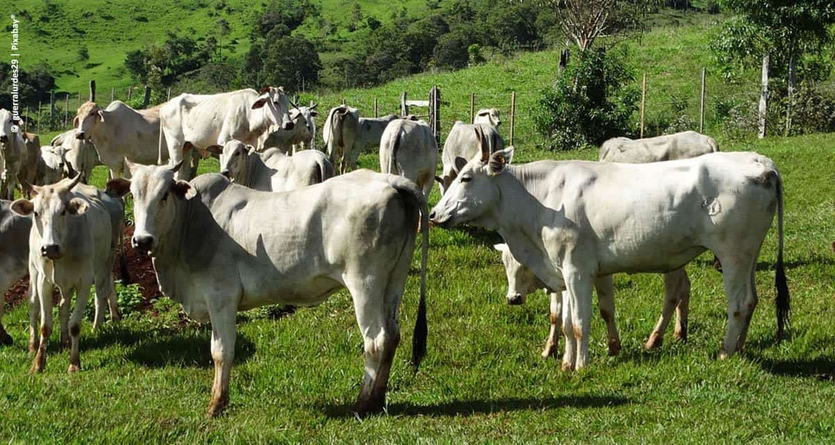 Promover tecnologias em um sistema sustentável de produção agropecuária