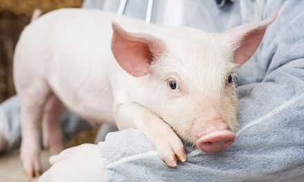 Atenção ao bem-estar animal melhora resultados econômicos da produção de suínos