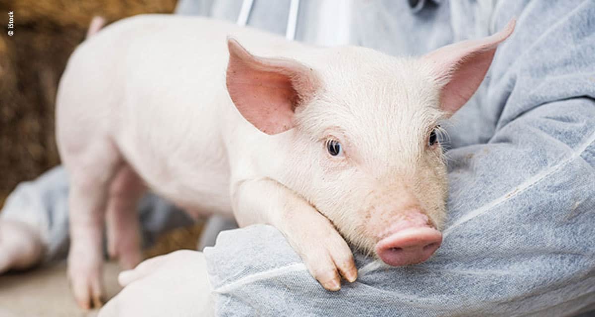 Atenção ao bem-estar animal melhora resultados econômicos da produção de suínos