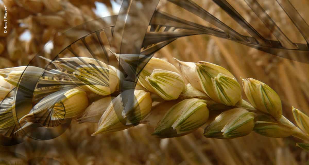 Mapeamento genético do trigo é concluído e pode ajudar a alimentar o mundo