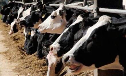 Uso de suplementos minerais e vitamínicos melhora a produção de leite em vacas holandesas