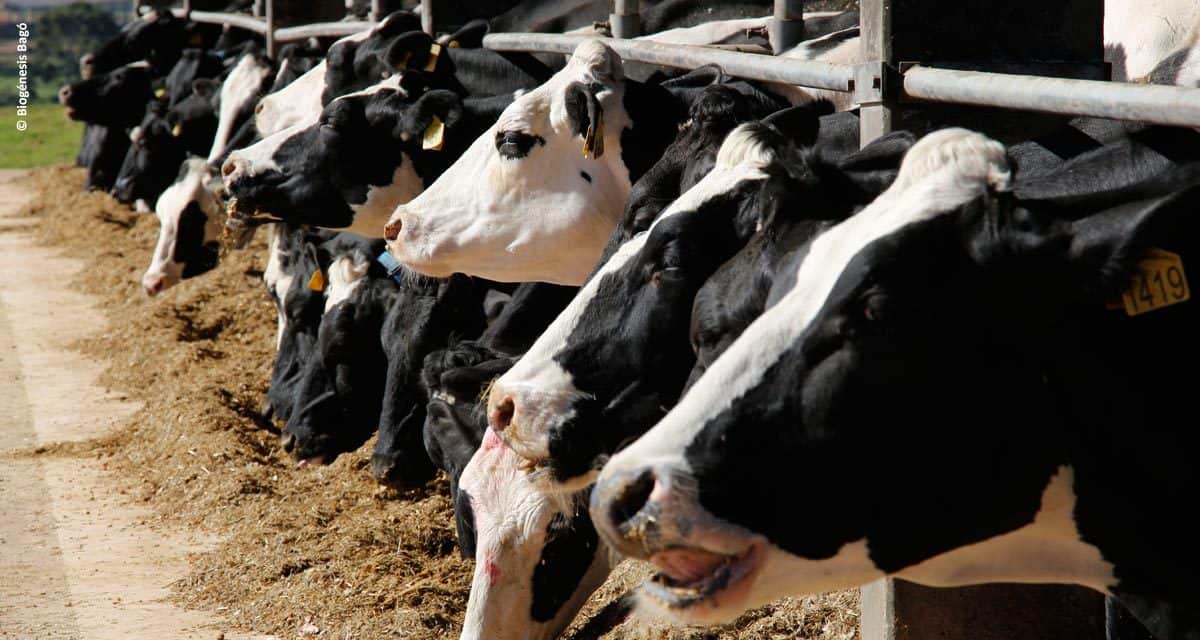 Uso de suplementos minerais e vitamínicos melhora a produção de leite em vacas holandesas