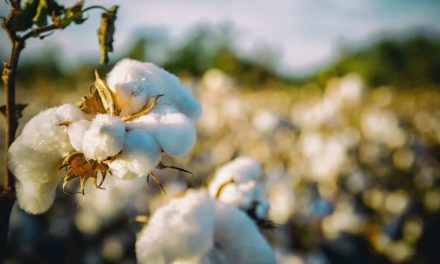 WTT desenvolve edital sobre a produção de algodão agroecológico