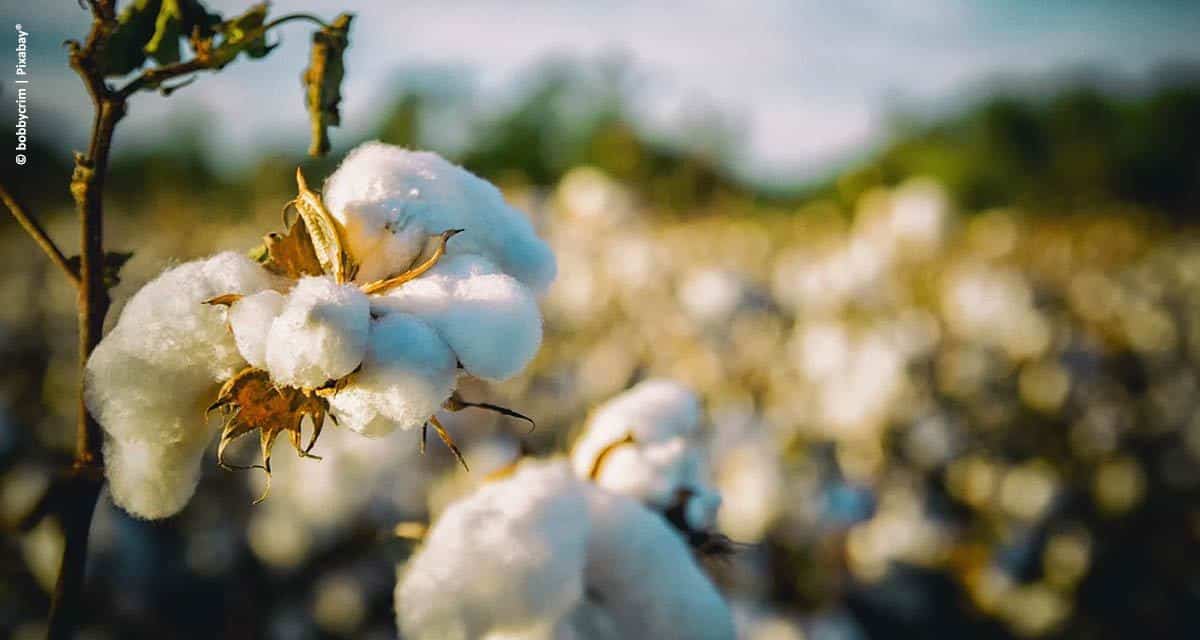 WTT desenvolve edital sobre a produção de algodão agroecológico